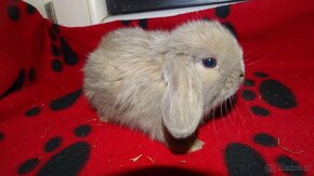 Beżowe króliki mini lop - 6