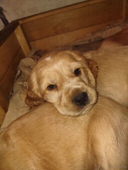 Sprzedam szczeniaki - 6