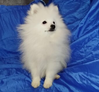Szpic miniaturowy pomeranian - 6