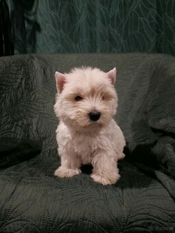 Wzorcowe Westy mega gesty włos white terrier ojciec FCI - 6