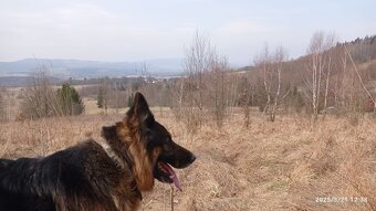 6 letnia suczka owczarka z hodowli - 6
