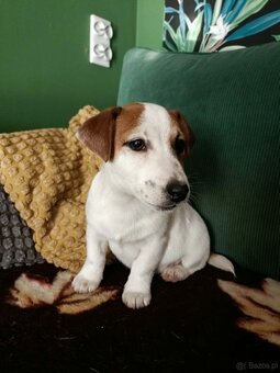Wzorcowy gładki Jack Russell rodzice FCI - 6