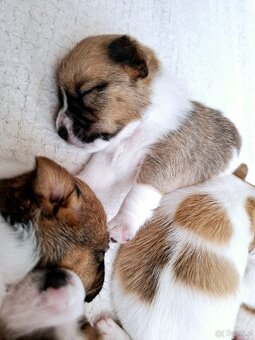 Ceylon Jack Russell Terrier FCI - 6