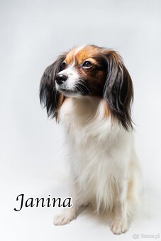Spaniel kontynentalny miniaturowy – odmiana Phalène z rodowo - 6