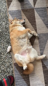 Piesek Shiba Inu - 6