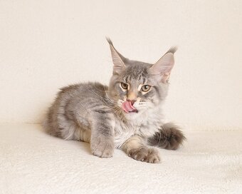 Śliczny kocurek Maine Coon PZF/WCF - LEGALNA HODOWLA - 6