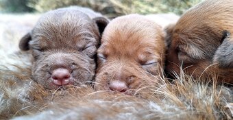 Szczeniaki Patterdale Terrier ZKWP FCI - 6