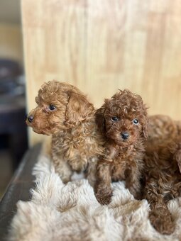 Toy Pudel – piękne szczenięta - 6