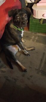 Oddam szczeniaki mieszance - 6