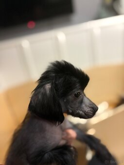 Grzywacz chinski - 6