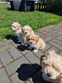 Maltipoo F1 - 6