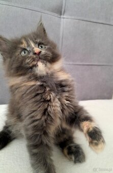 Maine coon - 6