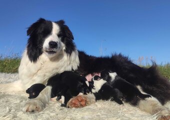 Szczenię BORDER COLLIE z Hodowli - Rasowy pies z pełną dok. - 6