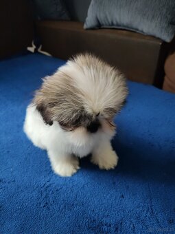 Suczka Shih-tzu - 6