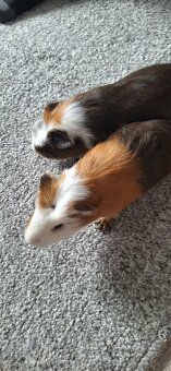 Dwa samce świnki morskiej wraz z wyposażeniem - 6