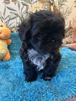 Shihtzu - 6
