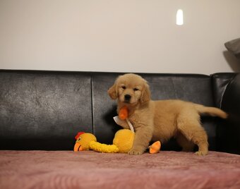 GOLDEN RETRIEVER-złote, ZKwP/FCI, typ amerykański - 6