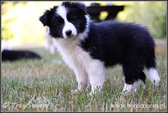 szczeniaki Border Collie psy suczki rodowód ZKwP FCI - 6