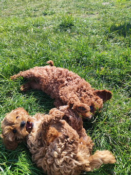 Sprzedam szczeniaki rasy pudel toy - 6