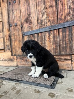 Szczeniaki owczarka środkowoazjatyckiego. - 6