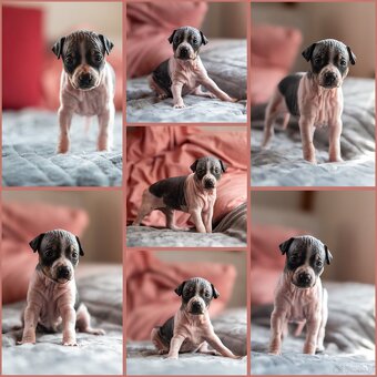 Amerykánski terier bezwłosy - 6