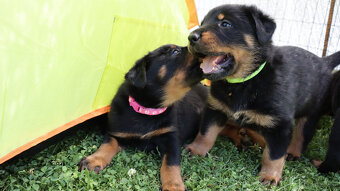 Beauceron Szczenięta z rodowodem - 6