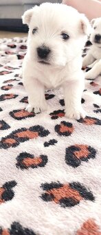 Szczeniak West Highland White Terrier - 6