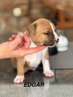 Amstaff - 6