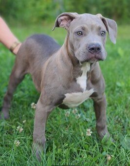 American bully XL - 6