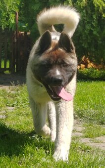 Akita - 6