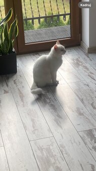 Biała kotka Khao Manee - 6