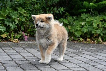 Akita Inu Akita japońska ZKWP FCI po Championie - 6