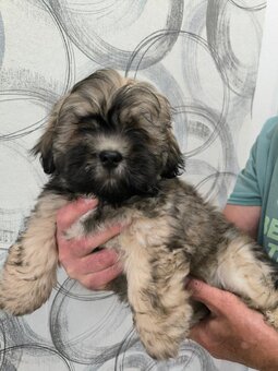 LHASA APSO szczenieta s PP - 6
