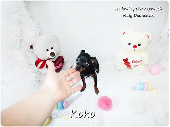 Ultra MINI Sunia KOKO Pinczer miniaturowy ( Ratlerek ) - 6