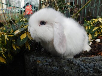 Białe króliki mini lop - 6