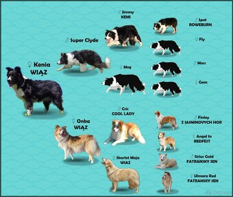 Przepiękna suczka BORDER COLLIE - dokumenty hod, badania rod - 6