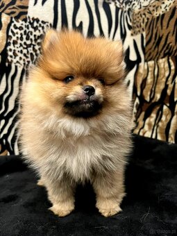 Szpic miniaturowy, Pomeranian - ORANGE - 6