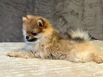Szpic miniaturowy, Pomeranian - ORANGE - 6