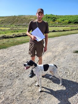 English Pointer - 6