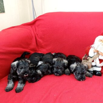 Schnauzer miniaturny p+s - 6