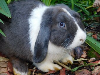 Cudowne baranki mini lop - 6