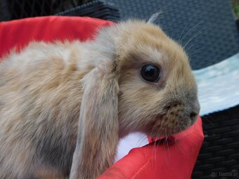 Cudne baranki mini lop - 6