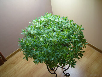 Aeonium – piękny sukulent na taras, do oranżerii mieszkania - 6