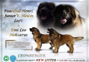 Leonberger suczka FCI po Championach - 6