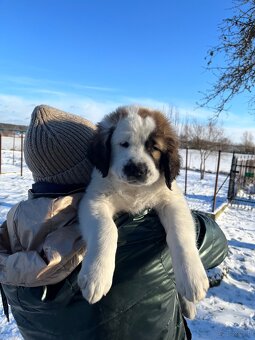 Owczarki Środkowoazjatyckie - 6