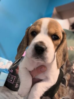 Beagle Suczka Tricolor - 6