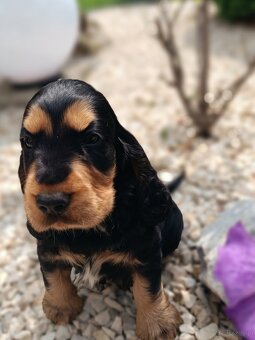 Cocker Spaniel Angielski - 6