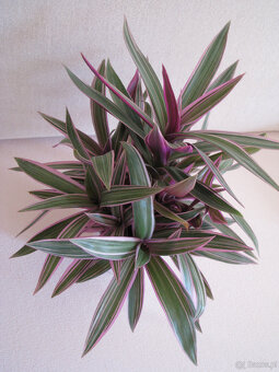 Reo meksykańskie trzykrotka tradeskancja piękna wielokolorow - 6