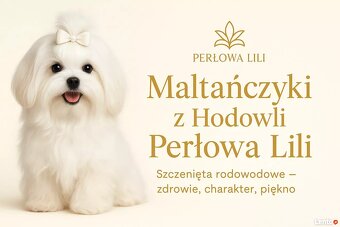 MALTAŃCZYK z Rodowodem - 6