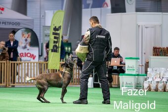 Owczarek belgijski malinois - 6